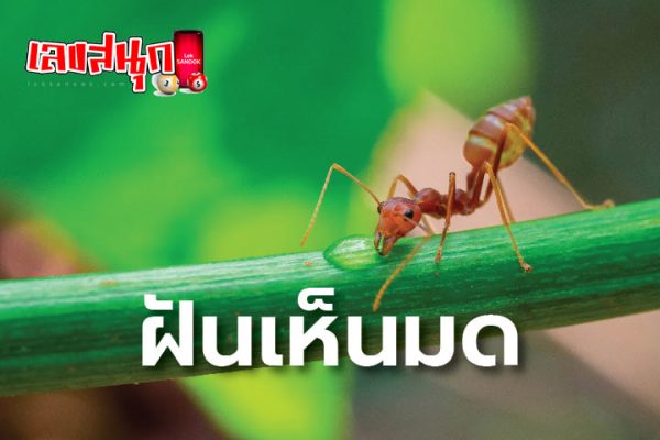 ฝันเห็นฝูงมดไต่ตามตัว-"Dream of seeing a swarm of ants crawling on you."