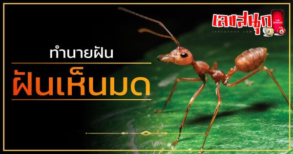 ฝันเห็นมดเยอะมาก-"Dreamed of seeing a lot of ants"