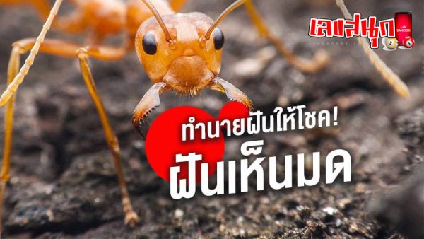 ฝันเห็นมดเยอะมาก-"Dreamed of seeing a lot of ants"