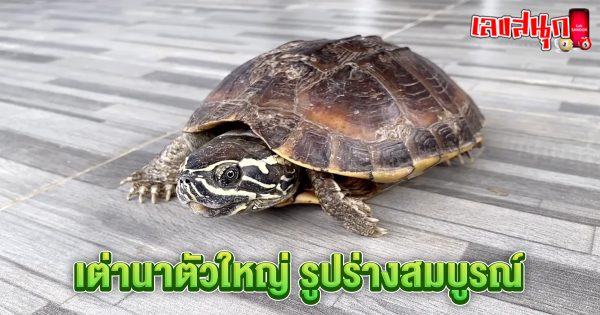 ฝันเห็นเต่า ถูกรางวัลที่ 1-"Dreamed of seeing a turtle, won first prize"