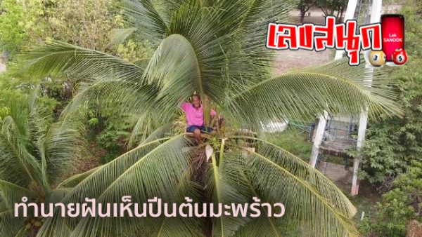 ฝันเห็นปีนต้นมะพร้าว-"Dream of climbing a coconut tree"