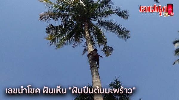 ฝันว่า ผ่ามะพร้าว-"Dreaming about cutting a coconut"