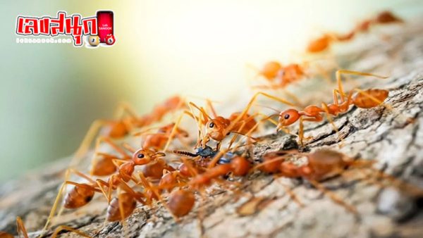 ฝันว่ามดขึ้นบ้าน เลขเด็ด-"Dreaming of ants entering the house, lucky numbers"