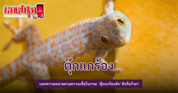 ตุ๊กแกร้อง 9 ครั้งเลขเด็ด-"Gecko cries 9 times, lucky-number"