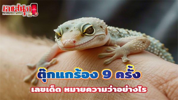 ตุ๊กแกร้อง 9 ครั้งเลขเด็ด-"Gecko cries 9 times, lucky number"