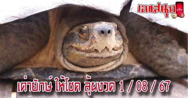 เต่ายักษ์ ให้โชค-"Giant turtle brings good luck"