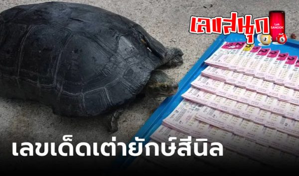 เต่าเข้าบ้านดีไหม-"Is it good for turtles to enter the house"