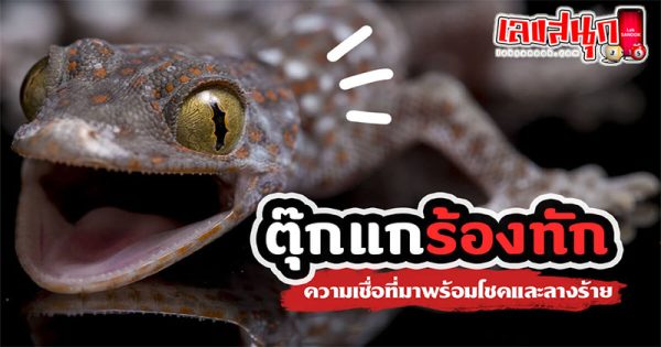 ตุ๊กแกร้องตีเป็นเลขอะไร-"What number does the gecko sing"