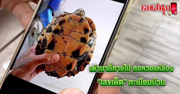 เห็นเต่าเลขอะไร-"What number of turtles do you see"