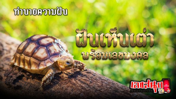 ฝันเห็นเต่าทอง-"Dream of seeing a ladybug"