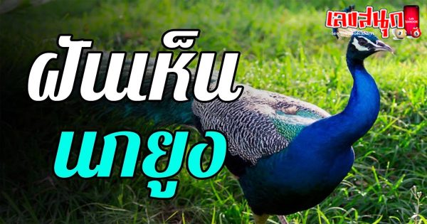 ฝันเห็นนกยูง-"Dream of seeing a peacock"