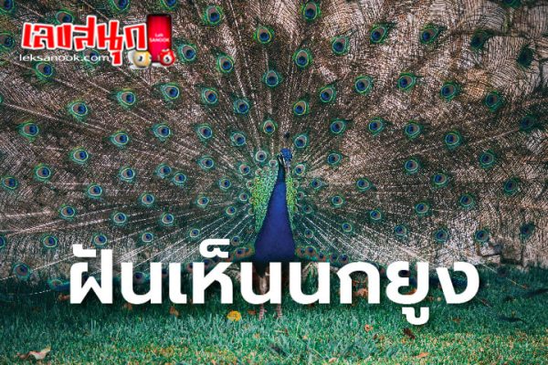 ฝันเห็นนกยูงหลายตัว-"Dreamed of seeing many peacocks"