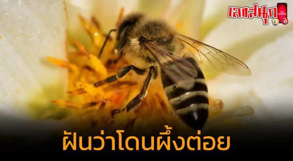 ฝันว่าผึ้งต่อย-"Dreaming of a bee sting"