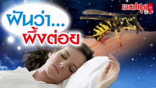 ฝันว่าผึ้งต่อย-"Dreaming of a bee sting"