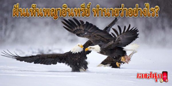 ฝันเห็นพญาอินทรีย์-"Dreaming of seeing an eagle"
