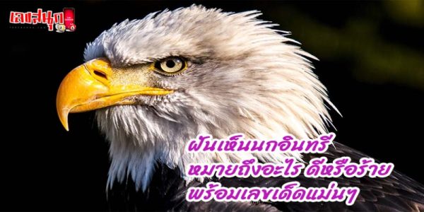 ฝันเห็นพญาอินทรีย์-"Dreaming of seeing an eagle"