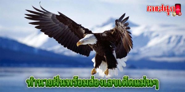 ฝันเห็นนกอินทรีย์ 2 ตัว-"I dreamed of seeing two eagles."