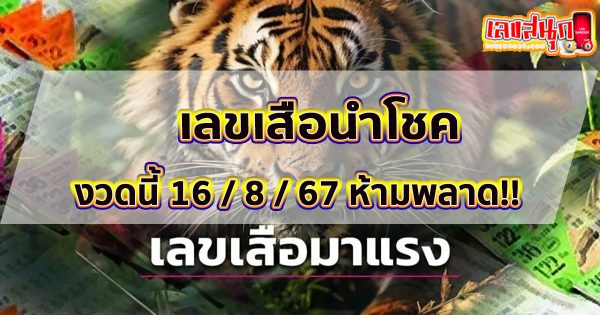 เลขเสือนำโชค 16 8 67 -"Lucky tiger number 16 8 67"