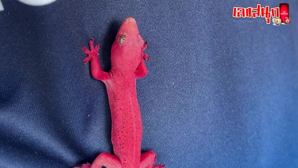 จิ้งจกแดง-"red lizard"