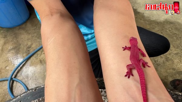 เลขเด็ดจิ้งจกสีแดง-"Red lizard lucky number"