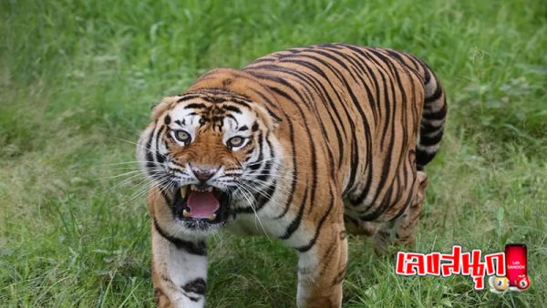 ฝันเห็น เสือดำ-"Dream of seeing a black panther"