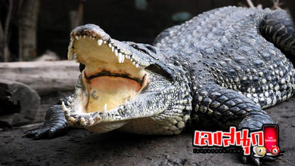 ฝันว่าวิ่งหนีจระเข้-"Dream of seeing a crocodile chasing and biting"