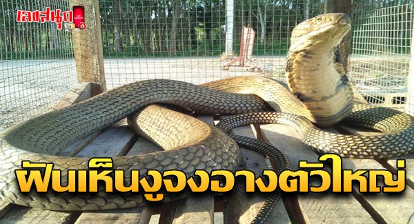 ฝันเห็นงูจงอางตัวใหญ่-"Dream of seeing a large king cobra"
