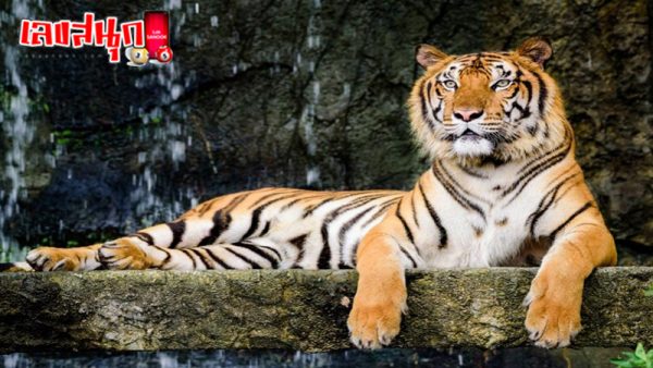 ฝันเห็นเสือสมิง-"Dream of seeing a tiger"
