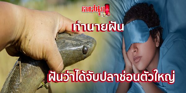 ฝันว่าได้จับปลาช่อนตัวใหญ่ -"Dreamed of catching a large snakehead fish."