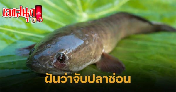 ฝันว่าได้จับปลาช่อนเลขเด็ด-"Dreamed of catching a lucky snakehead fish."