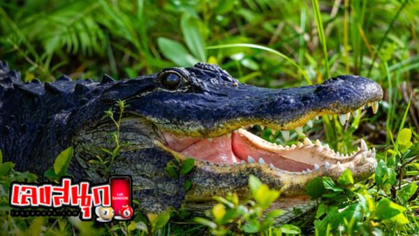 ฝันเห็นจระเข้ตัวใหญ่หลายตัว-"Dreamed of seeing many large crocodiles."