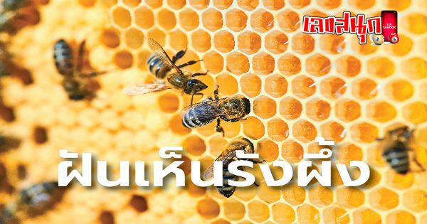 ฝันว่าเห็นรังผึ้ง - "Dreaming about seeing a honeycomb, lucky number"