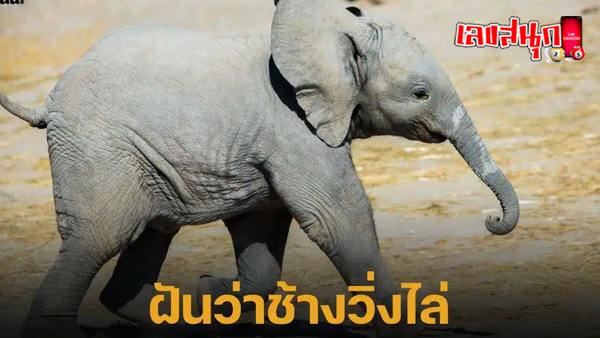 ฝันว่าช้างวิ่งไล่1ตัว เลขเด็ด - " Dreaming of an elephant chasing one, lucky number "