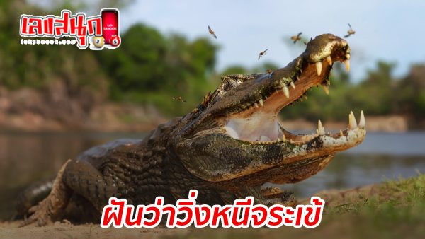 ฝันว่าวิ่งหนีจระเข้-"Dreaming of running away from a crocodile"