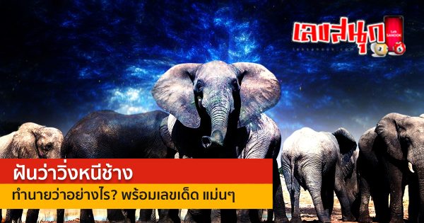 ฝันว่าวิ่งหนีช้าง - "Dreaming of running away from an elephant"