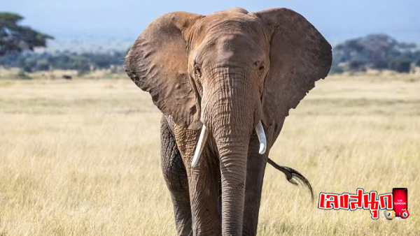ฝันว่าวิ่งหนีช้าง - "Dreaming of running away from an elephant"