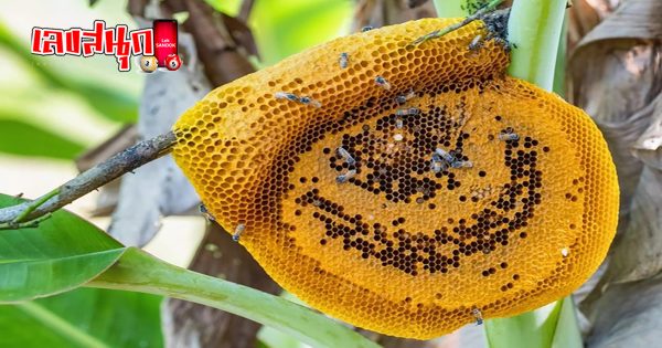 ฝันเห็นรังผึ้งบนต้นไม้เลขเด็ด - "Dreaming of seeing a beehive on a tree is a lucky number."