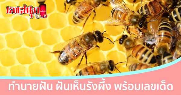 ฝันว่าเห็นรังผึ้ง - "fun numbers beliefs "