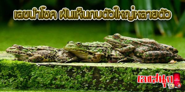 ฝันเห็นกบตัวใหญ่ เลขเด็ด -"Dreaming of seeing a big frog, lucky numbers"