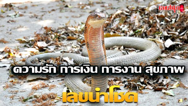 ฝันเห็นงูจงอาง เลขเด็ด-"Dreaming of seeing a king cobra, lucky numbers"