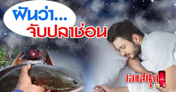 ฝันว่าได้จับปลาช่อนตัวใหญ่ -"Dreamed of catching a large snakehead fish."