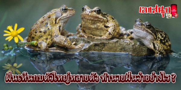 ฝันเห็นกบตัวใหญ่หลายตัว -"I dreamt of seeing many big frogs"