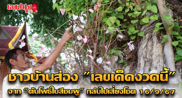 ส่องเลขต้นโพธิ์ใบสีชมพู-"Looking at the numbers of the Bodhi tree with pink leaves"