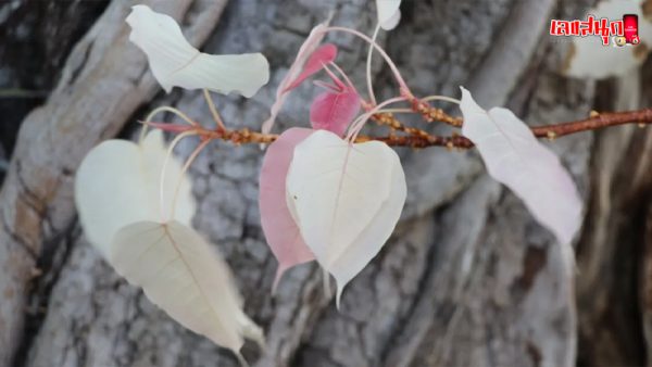 ส่องเลขต้นโพธิ์ใบสีชมพู-"Looking at the numbers of the Bodhi tree with pink leaves"