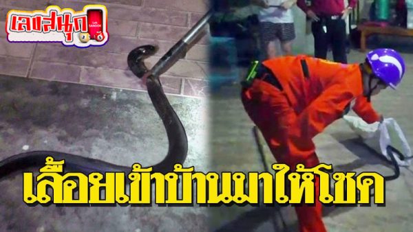 งูเข้าบ้านเลขเด็ด -"Snake enters house with lucky number"
