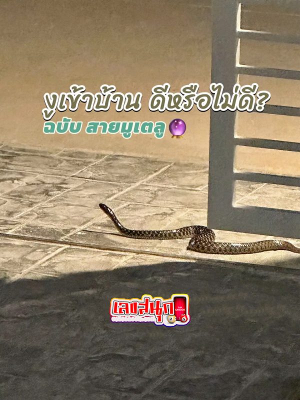 งูเข้าบ้าน 1 ตัวเลข เด็ด -"Snake enters the house, 1 lucky number "