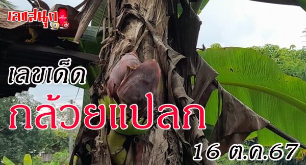 คนท้องเจอต้นกล้วยแปลก-"A pregnant woman found a strange banana tree."