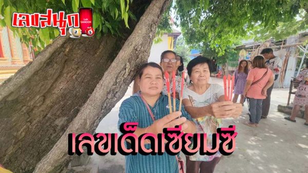 ต้นพิกุลแปลก วัดบางแขม -"Strange Phikun tree, Bang Khaem Temple"