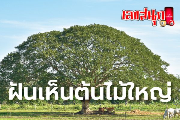ฝันเห็นต้นไม้ใหญ่-"Dream of seeing a big tree"