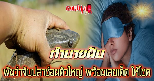 ฝันว่าจับปลาช่อนตัวใหญ่-"Dreamed of catching a big snakehead fish."